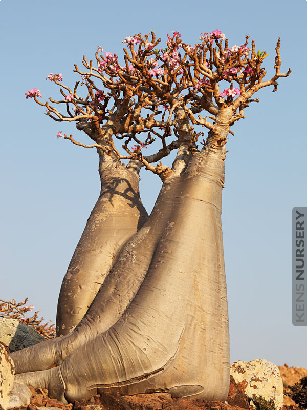 Adenium Obesum Hybrids <br/>(Baobab Desert Rose) — The Living Art Nursery