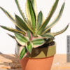xl Colorful Quadricolor Agave Lophanthe