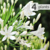 4 Plant Agapanthus White Heaven Big Blooms Pkg.