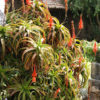 Mounding Aloe Arborescens Candelabra