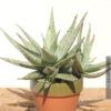 xl Slender Kenya Silver Aloe Fragilis