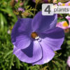 4 Plant Aussie Blue Hibiscus Alyogyne Color Pkg.
