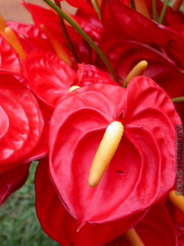 xl Hawaiian Anthurium Red Rocket – Kens-Nursery
