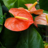 xl Wide Leaf Polynesian Nights Anthurium