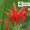 4 Plant Stunning Aphelandra Bonfire Blooms Pkg.
