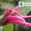 4 Plant Profuse Bloomer Aphelandra Coral Burn Pkg.