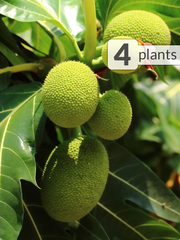 4 RARE New Guinea Seeded Breadfruit Trees – Kens-Nursery