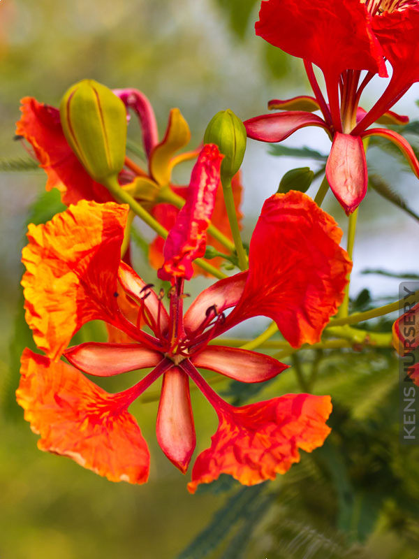 30 Dwarf Poinciana Seeds – Caesalpinia Pulcherrima Mix (Yellow, Pink, Red)