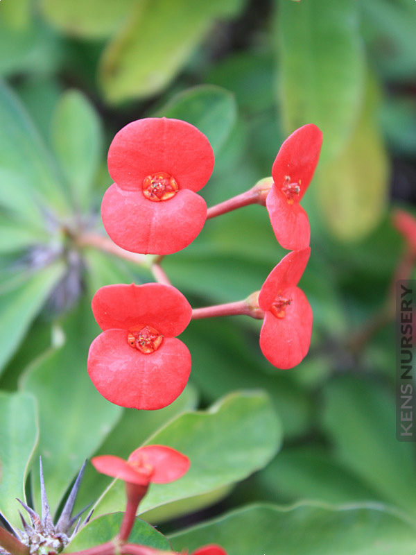 Euphorbia milii (Crown of Thorns) – Ricardo's Nursery