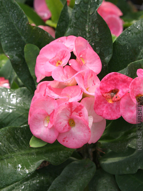 Thai Red Hot Giant Crown of Thorns – Kens-Nursery