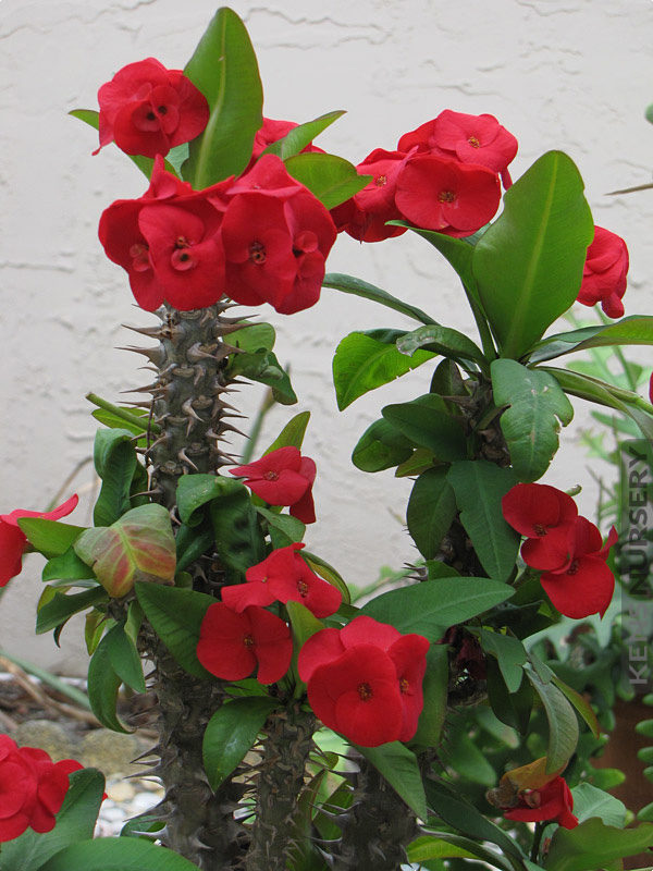 Thai Red Hot Giant Crown of Thorns – Kens-Nursery