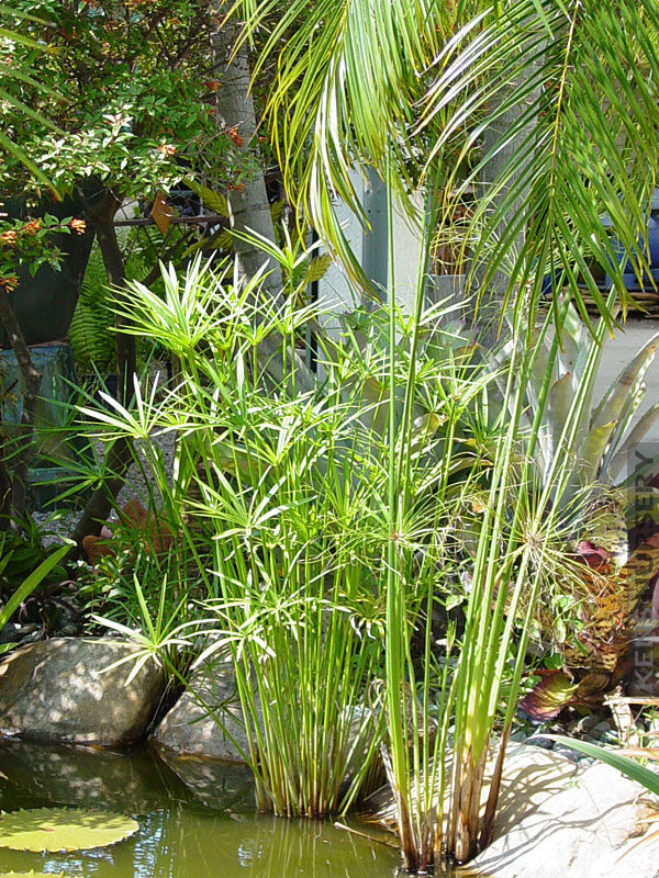 Egyptian Papyrus,pond or water garden Umbrella Plant