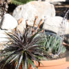 xl Landscape Dyckia Red Devil