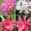 8 Plant Epiphyllum Orchid Cactus Jungle Mix