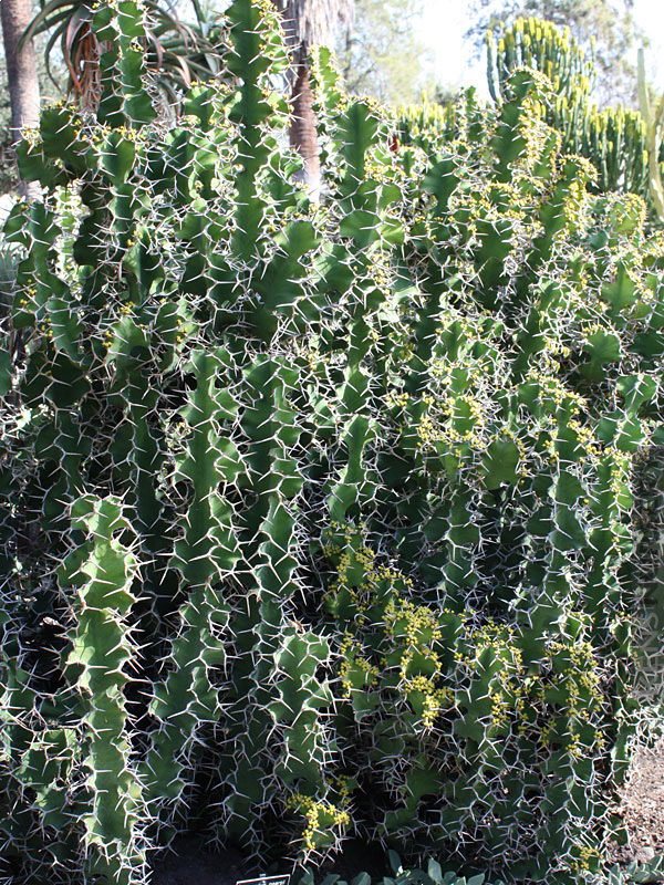 thumbnail interactive-video image 1 of Euphorbia Grandicornis ‘Cow’s Horn’ Cactus Seeds – Rare Exotic Succulent, 1 Pack 1 of 3