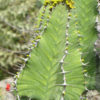 Pseudocactus Tiger Tree Euphorbia