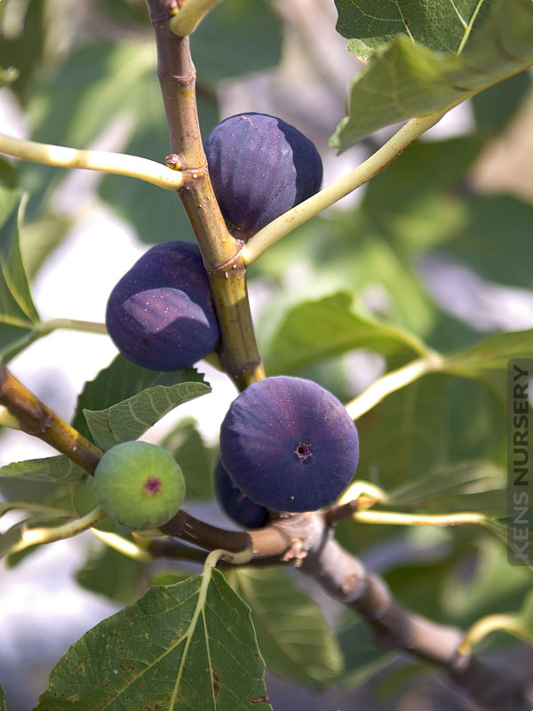 Texas Blue Giant Fig Tree Kens Nursery