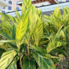 xl Golden Ginger Alpinia Zerumbet Variegata