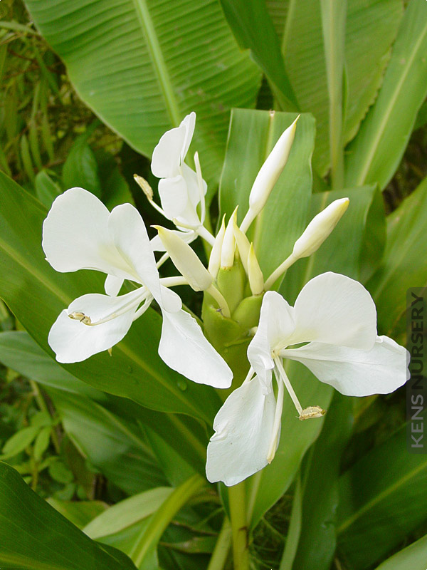 Buy 2 Get 1 Free White Butterfly Ginger Hedychium coronarium flower live plants 