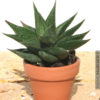 Petite Resendeana Haworthia