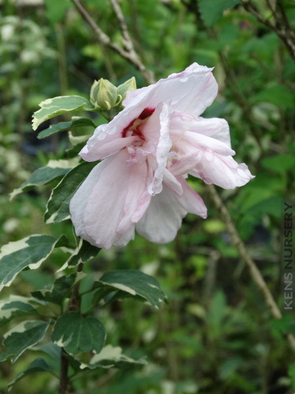 Rare Variegated Jilene Hibiscus Rose of Sharon – Kens-Nursery