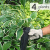 4 Plant Hosta Francee Landscape Pkg.