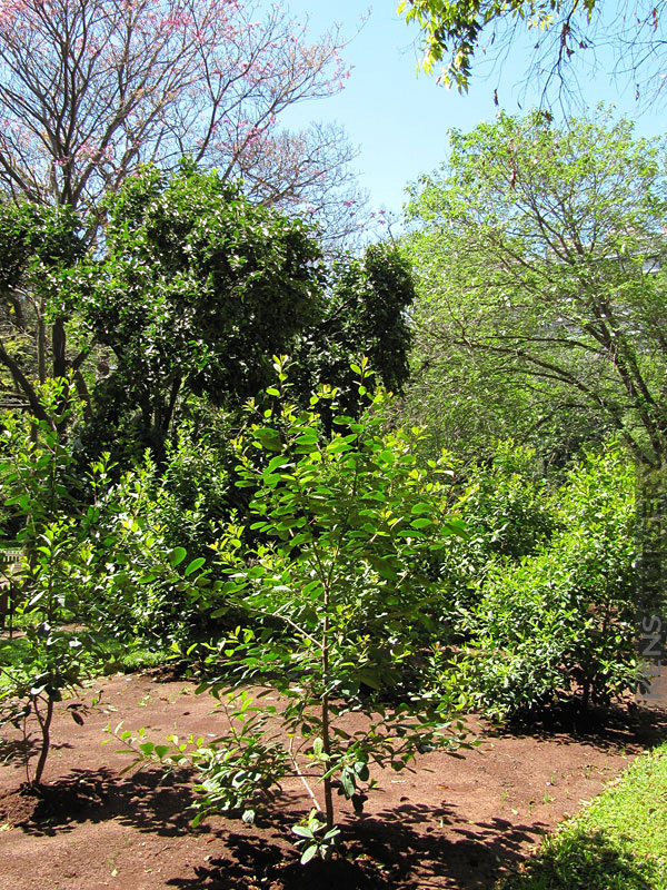 Overvloedig lager Getalenteerd Yerba Mate Tea Plant Ilex Paraguariensis Bush – Kens-Nursery