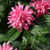Pink Brazilian Plume Flamingo Flower Jacobinia
