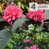 4 Plant Metallic Pink Brazilian Plume Jacobinia Border Pkg.