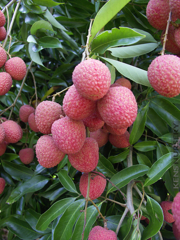 Delicious Lychee Fruit Tree Litchi Chinensis Kens Nursery,Orange Flowers Names