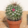 Mammillaria Spinosissima Cactus