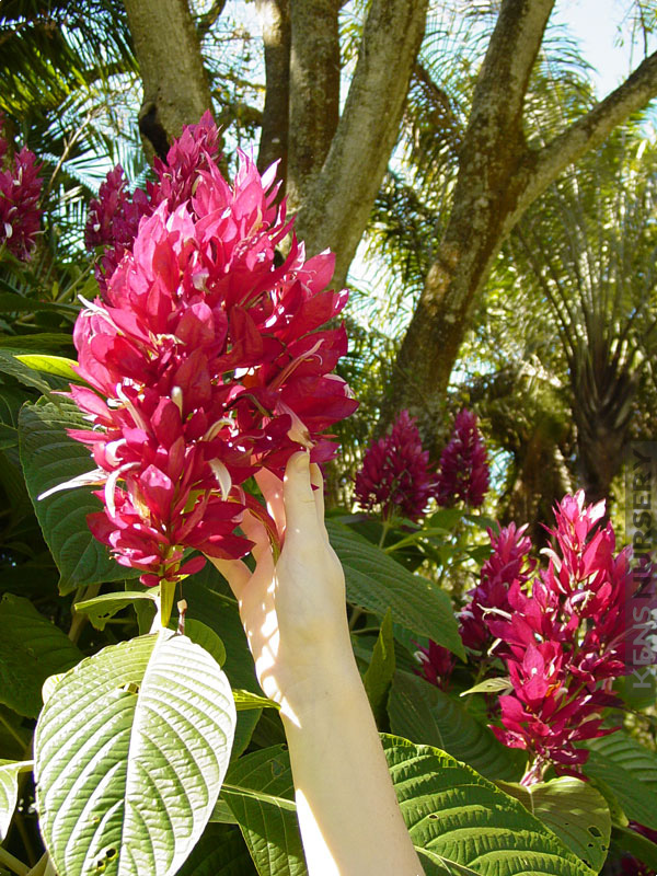 Florida Brazilian Red Cloak PINK Spectacular Tropical Flower CUTTINGS PLANT  8 