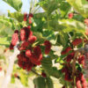 Northern Red Giant Mulberry Tree