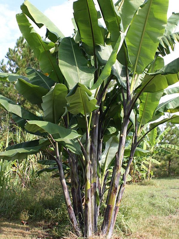 Thai Black Banana Tree Kens Nursery, Banana Tree Landscape