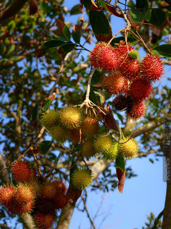 Tropical Rambutan Fruit Tree Nephelium Lappaceum – Kens-Nursery