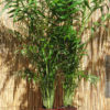 xl Multi-Plant Tahitian Parlor Palm Chamaedorea Elegans