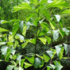 Gorgeous Variegated Caryota Mitis Fish Tail Palm
