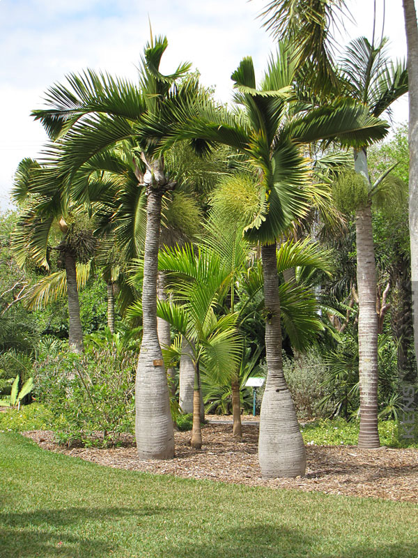 Awesome Bottle Palm Tree  Hyophorbe Lagenicauli Kens Nursery