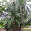 Senegal Date Palm Tree Phoenix Reclinata