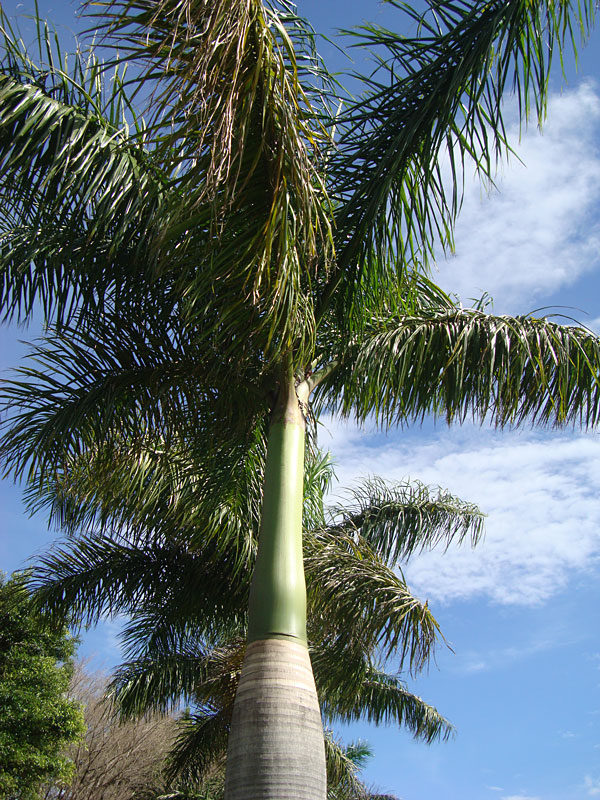“Royal Palm” Tree Seedling Rare Live Triple Roystonea Regia Tropical 