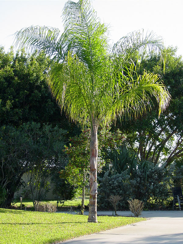 Queen Palm Tree Syagrus Romanzoffianum Kens Nursery