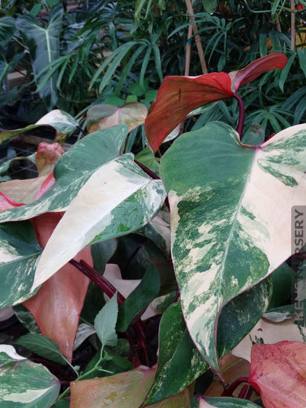 hulkende Genoptag Hassy Simply Beautiful Philodendron Erubescens Red Emerald Marbled – Kens-Nursery