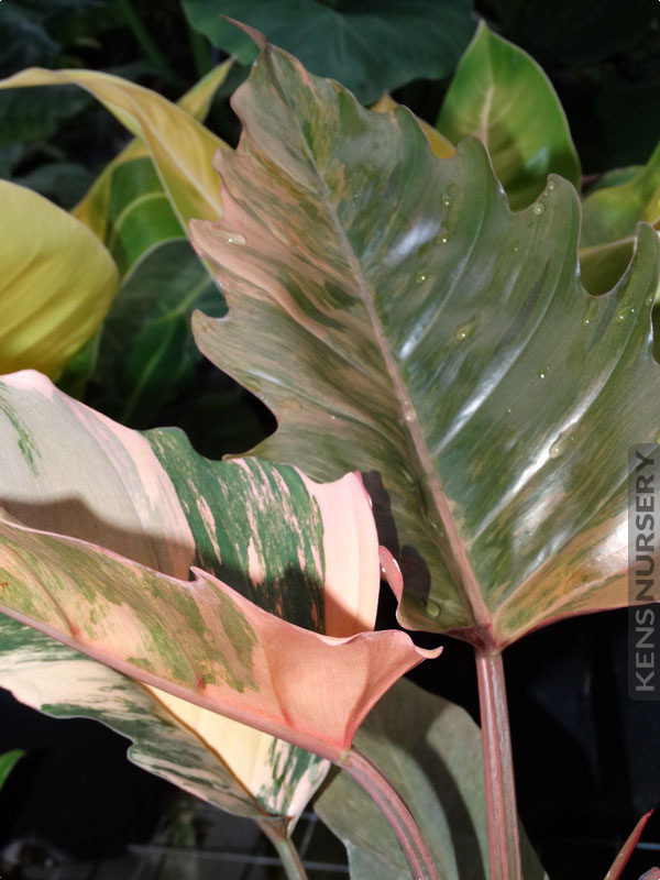 Large Variegated Philoldendron Ring of Fire Aroid Tropical Plant Rare