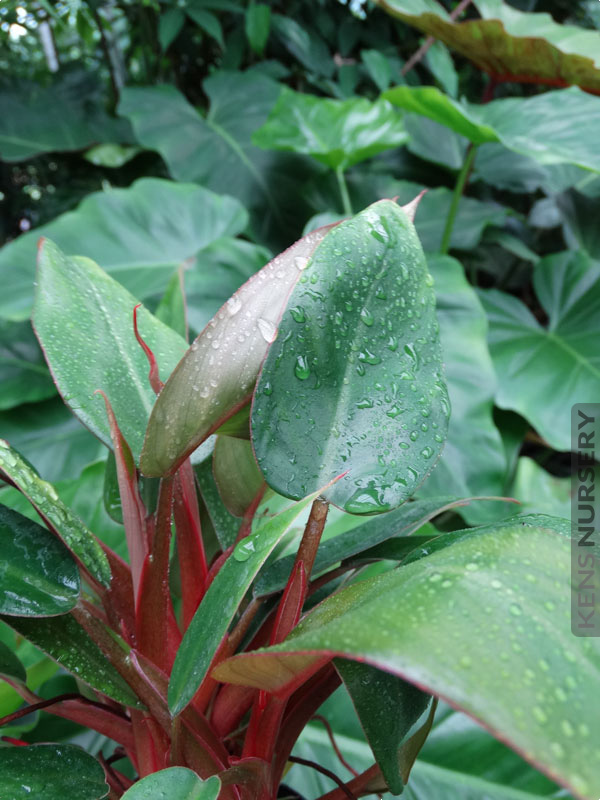 Petite Philodendron Super Dwarf Red –