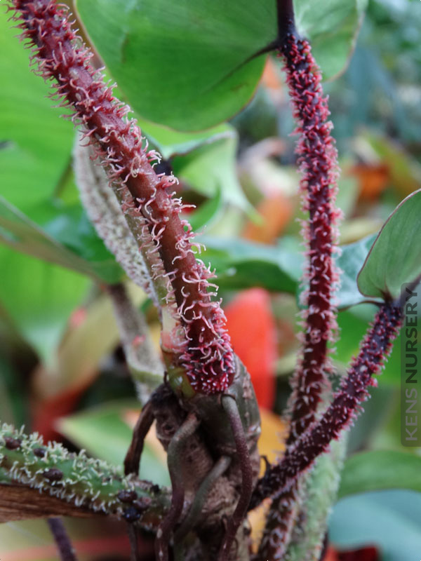 Unique Philodendron Red Bristle – Kens-Nursery