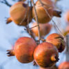 Grenada Pomegranate Tree
