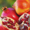 Indian Red Pomegranate Tree