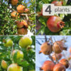 4 Sweet Pomegranate Tree Mix