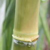 Uala Hawaiian Sugarcane Plant