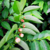 Katuk Sauropus Androgynus Plant